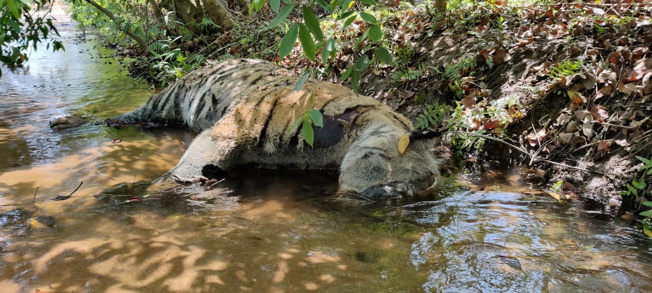 Umaria News : बाघ की मौत से सकते में आया बांधवगढ़ रिजर्व टाइगर का महकमा